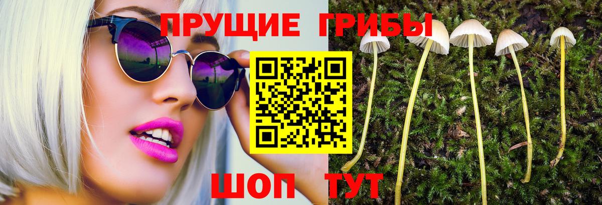 Псилоцибиновые грибы Cubensis  Вход с VPN  Гуково 