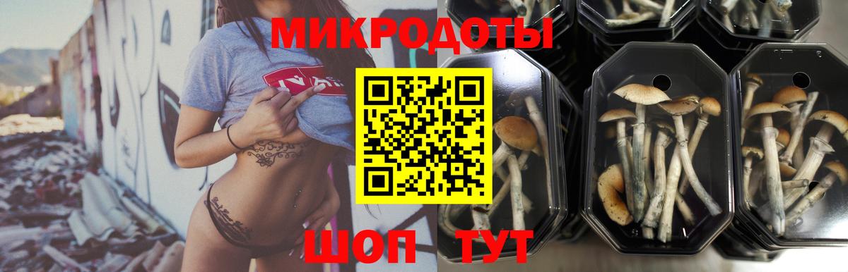 Псилоцибиновые грибы Psilocybe Гуково